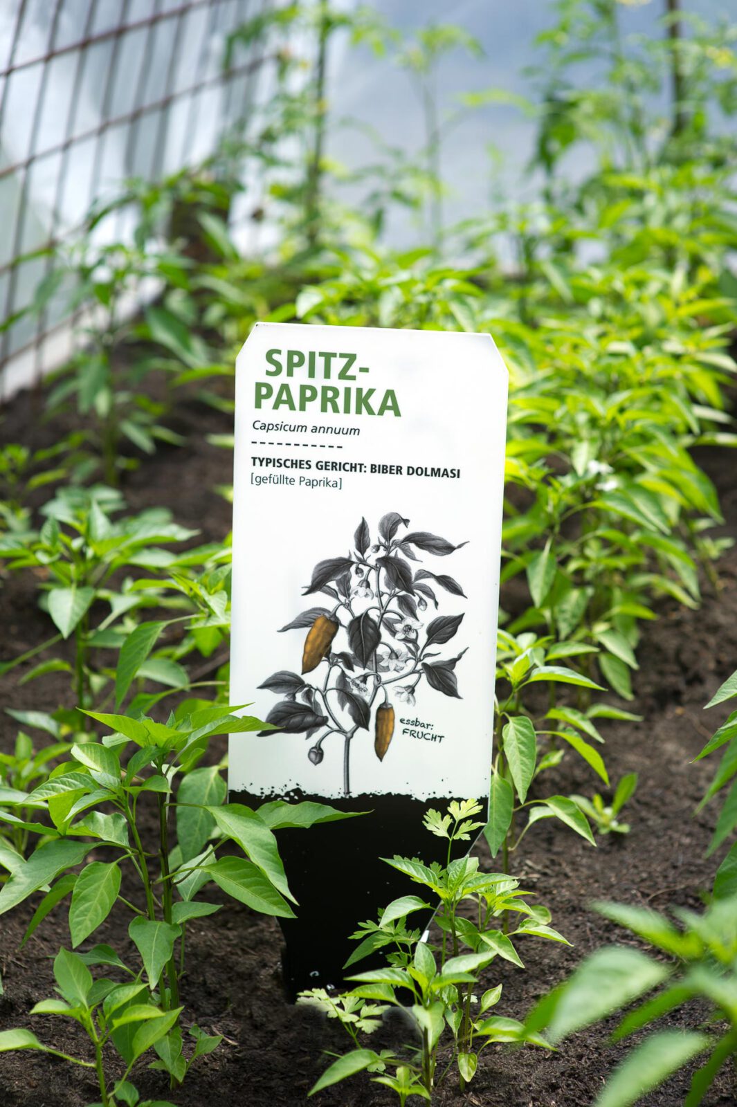 2_S_DSC5664_Spitzpaprika